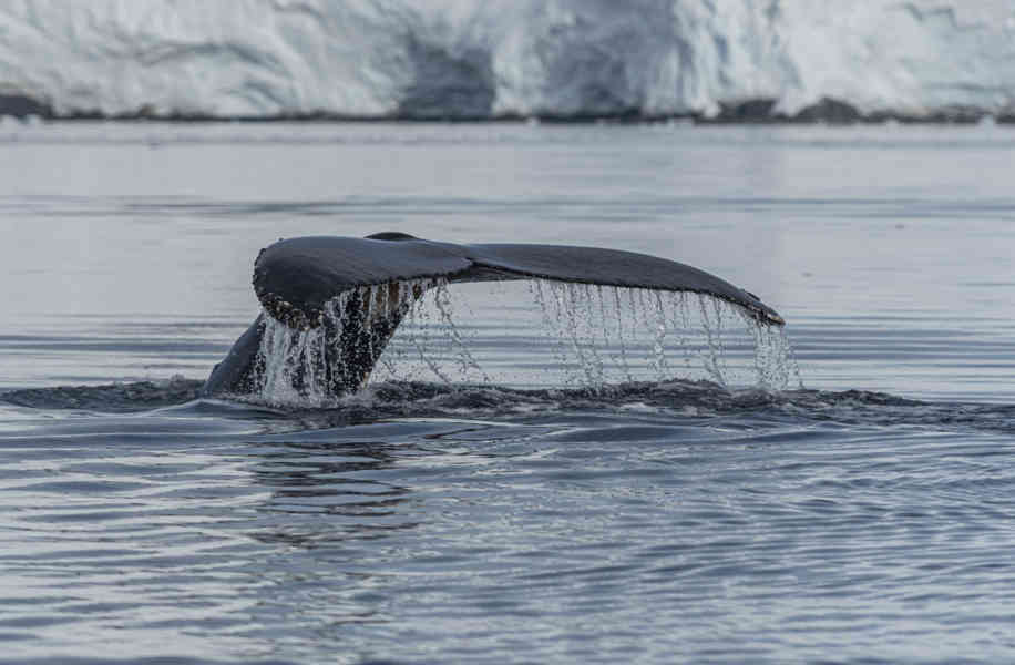 Ballena Minke - Antártida 08.jpg